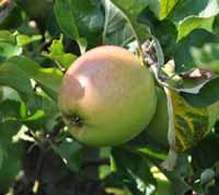 Von Zuccalmaglio Reinet apple